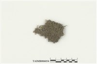 藏品(三裂鞭蘚)的圖片